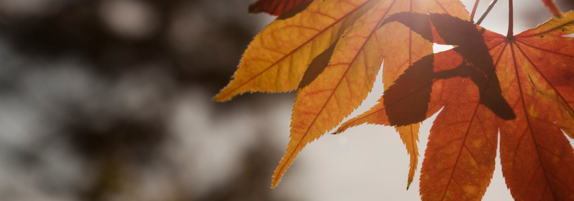 Met een sterk immuunsysteem de herfst door